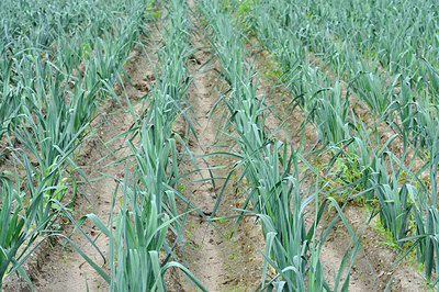 BUITEN BEELD Foto: 121930