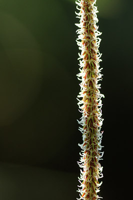 BUITEN BEELD Foto: 122000