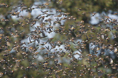 BUITEN BEELD Foto: 122046