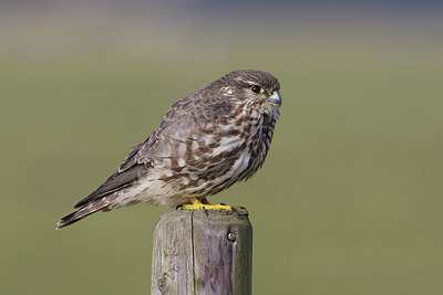 BUITEN BEELD Foto: 122056