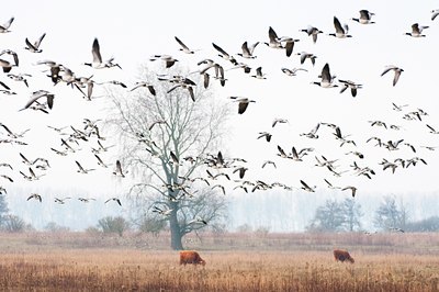 BUITEN BEELD Foto: 122113