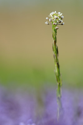 BUITEN BEELD Foto: 122193