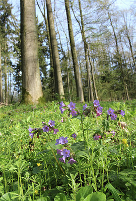 BUITEN BEELD Foto: 122207