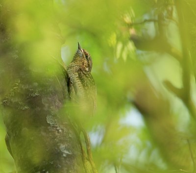 BUITEN BEELD Foto: 122227