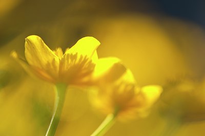 BUITEN BEELD Foto: 122278