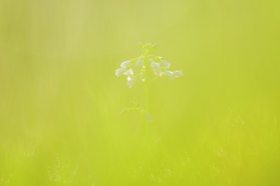 BUITEN BEELD Foto: 122284