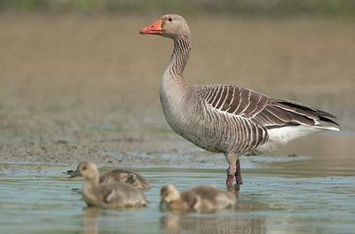 BUITEN BEELD Foto: 122329