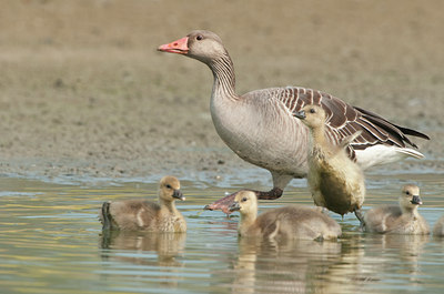 BUITEN BEELD Foto: 122330