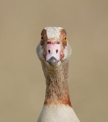 BUITEN BEELD Foto: 122332