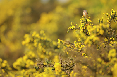 BUITEN BEELD Foto: 122367