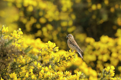 BUITEN BEELD Foto: 122369