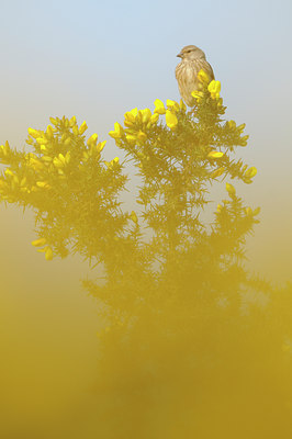 BUITEN BEELD Foto: 122376