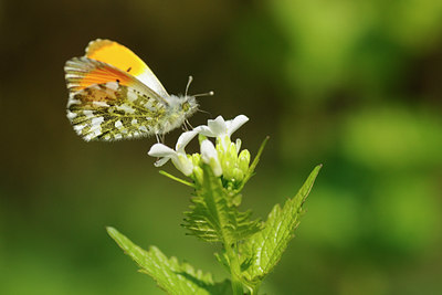 BUITEN BEELD Foto: 122400