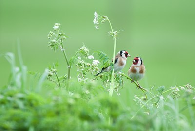 BUITEN BEELD Foto: 122421