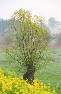 BUITEN BEELD Foto: 122439