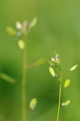 BUITEN BEELD Foto: 122479