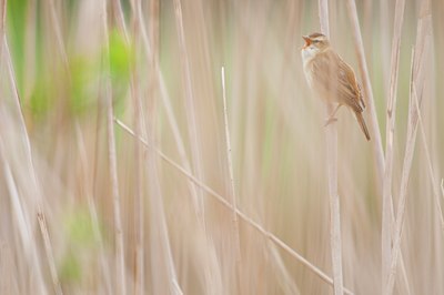 BUITEN BEELD Foto: 122508