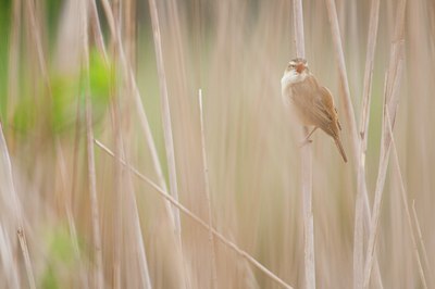 BUITEN BEELD Foto: 122509