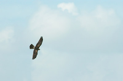 BUITEN BEELD Foto: 122514