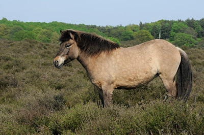 BUITEN BEELD Foto: 122518