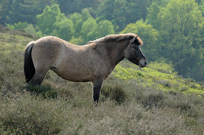 BUITEN BEELD Foto: 122524