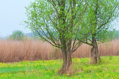 BUITEN BEELD Foto: 122527