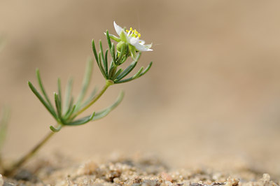 BUITEN BEELD Foto: 122543