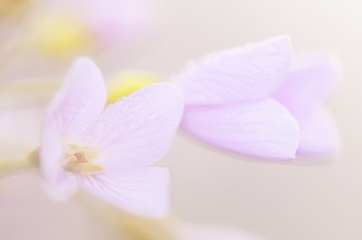 BUITEN BEELD Foto: 122562