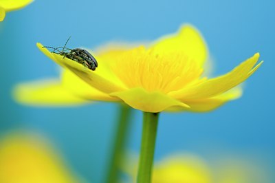 BUITEN BEELD Foto: 122570