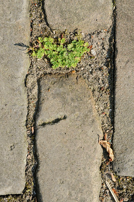 BUITEN BEELD Foto: 122586