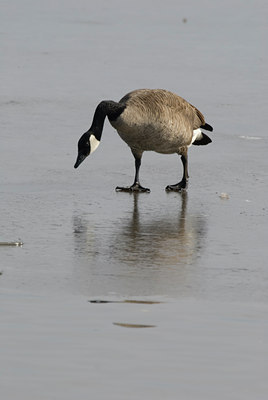BUITEN BEELD Foto: 122593