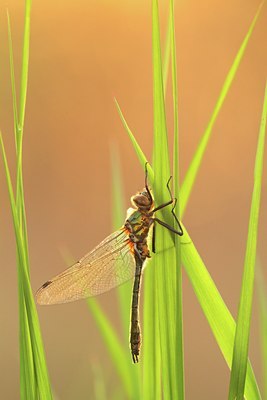 BUITEN BEELD Foto: 122603