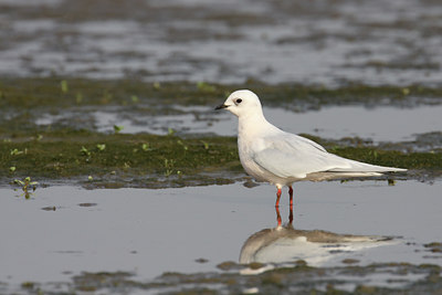 BUITEN BEELD Foto: 122725