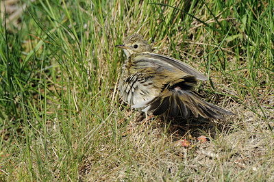 BUITEN BEELD Foto: 122743