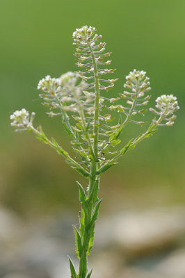 BUITEN BEELD Foto: 122763