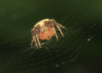 BUITEN BEELD Foto: 122770