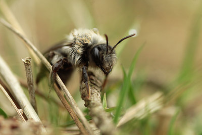 BUITEN BEELD Foto: 122841