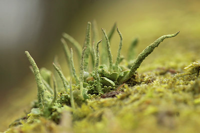 BUITEN BEELD Foto: 122855