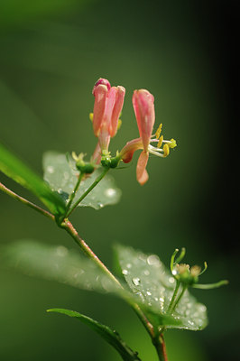 BUITEN BEELD Foto: 122882