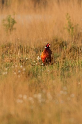 BUITEN BEELD Foto: 123025