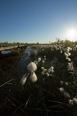 BUITEN BEELD Foto: 123045