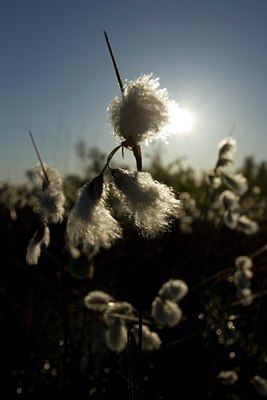 BUITEN BEELD Foto: 123046
