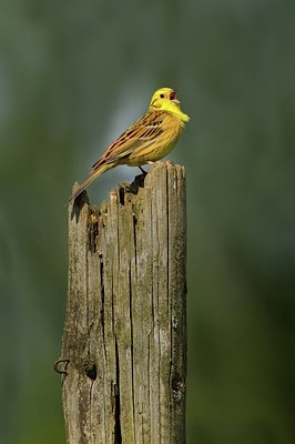 BUITEN BEELD Foto: 123056