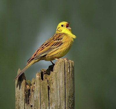 BUITEN BEELD Foto: 123057