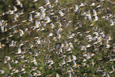 BUITEN BEELD Foto: 123280