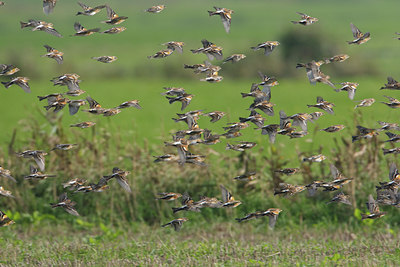 BUITEN BEELD Foto: 123282