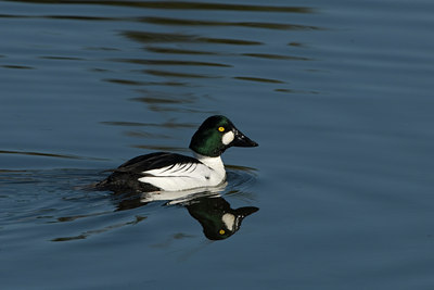 BUITEN BEELD Foto: 123319