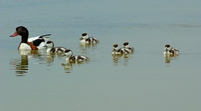 BUITEN BEELD Foto: 123466