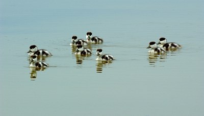 BUITEN BEELD Foto: 123467