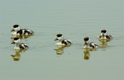 BUITEN BEELD Foto: 123469